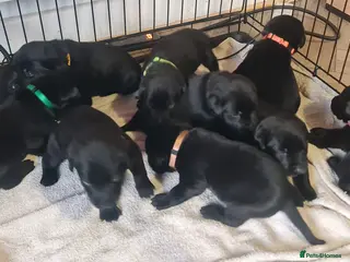 Labrador Retriever dogs Labrador Puppies - Advert 12