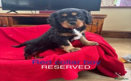 Cavalier King Charles Spaniel dogs for sale: Gorgeous Cavalier king charles puppies for sale - Image 5