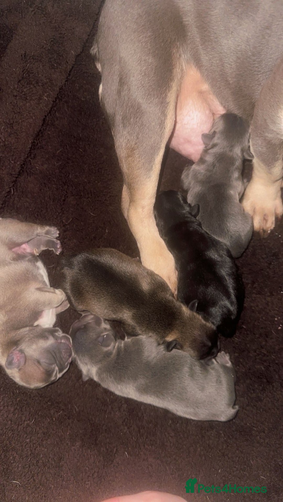 French Bulldog dogs for sale: 4 Of The Cutest Frenchie Puppies 💕 - Advert 6