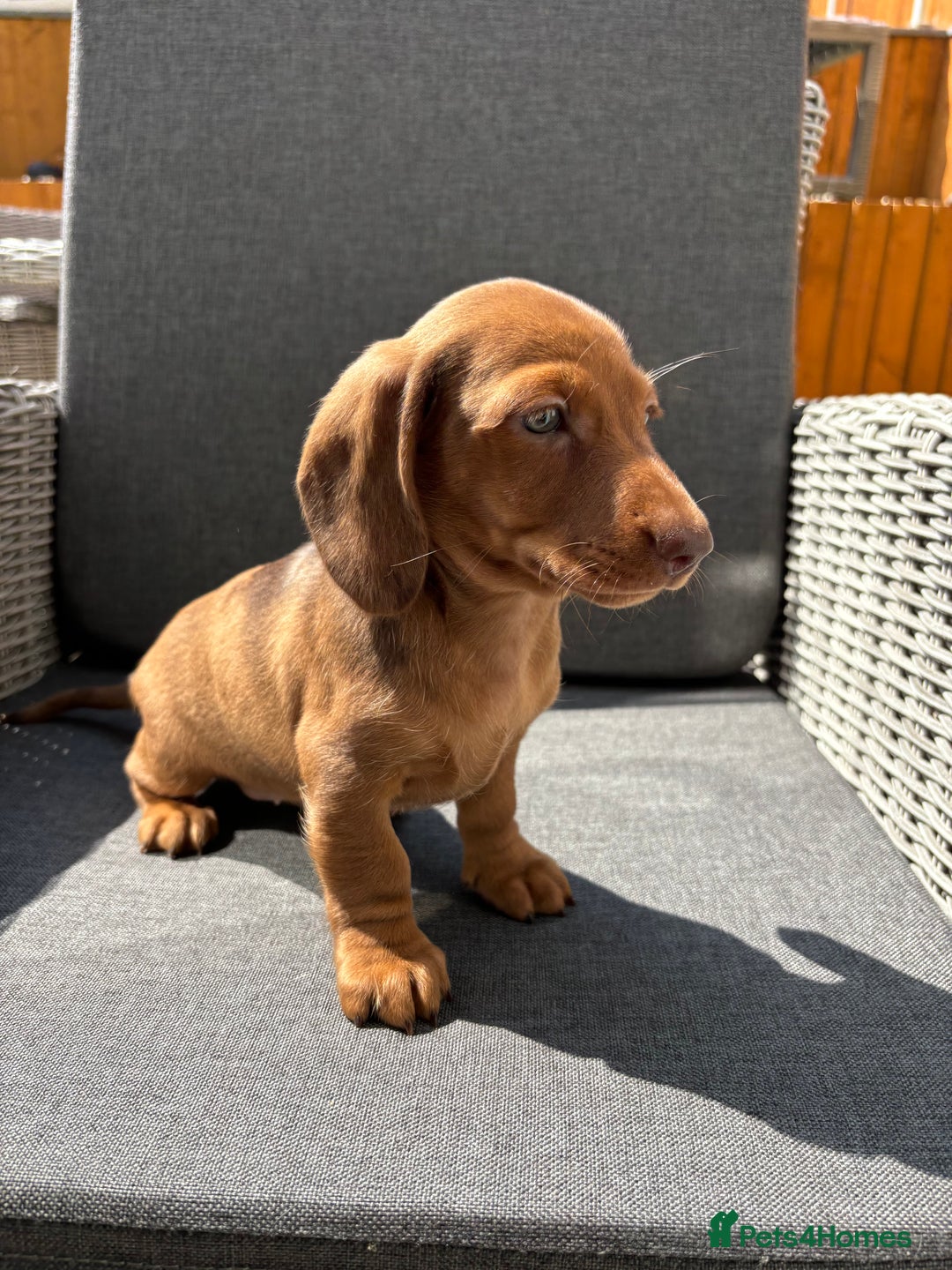 Miniature Dachshund dogs for sale: Dachshund puppies - Image 16
