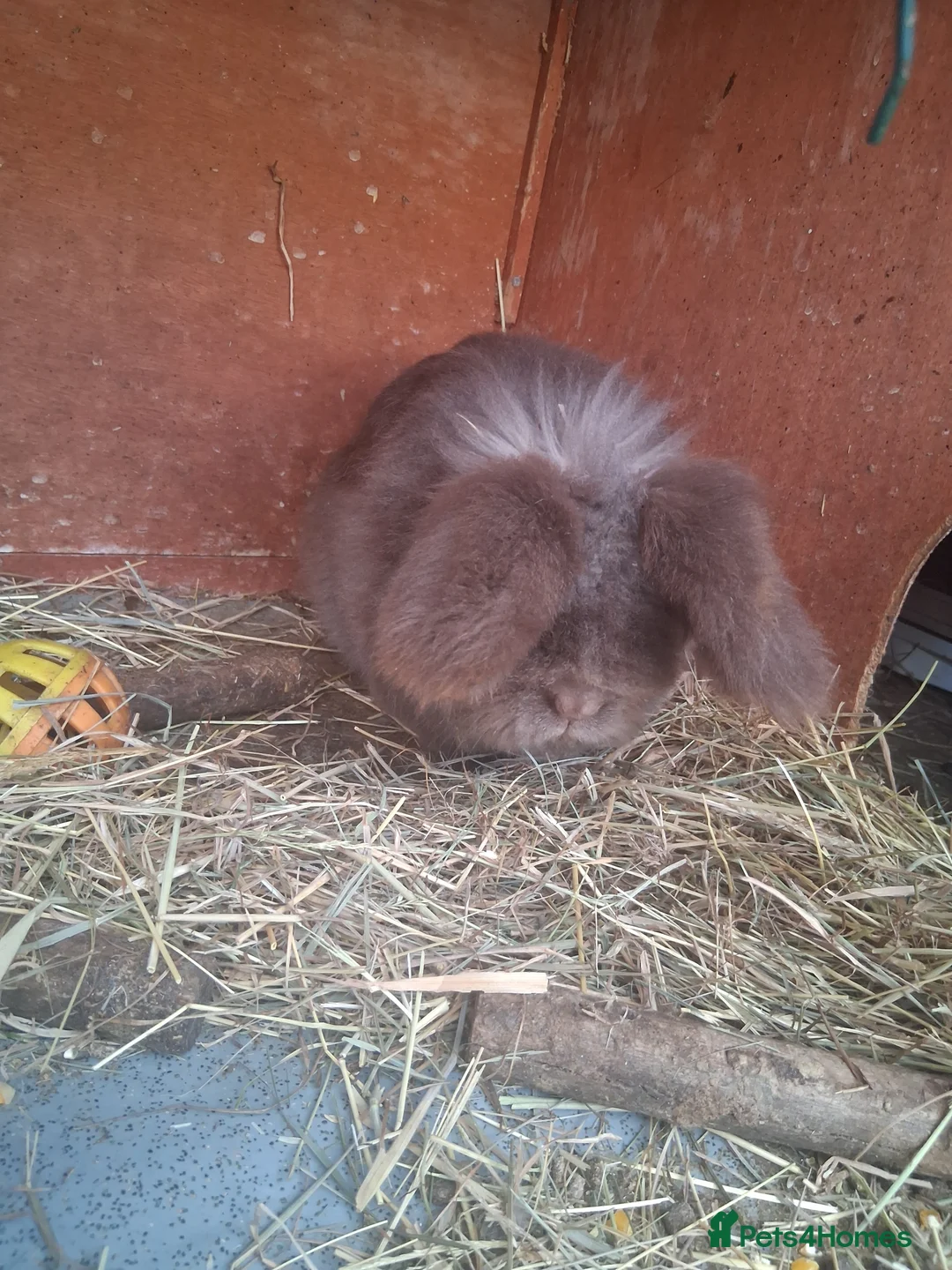 Mixed Breed rabbits for sale: Rabbits  - Advert 3