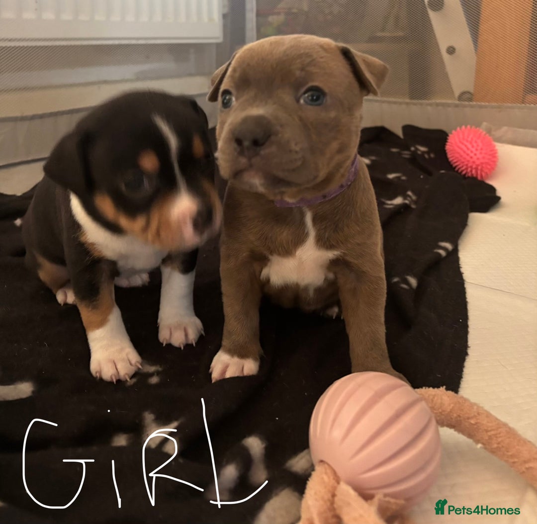 Staffordshire Bull Terrier dogs for sale: Two gorgeous puppies left  - Advert 4