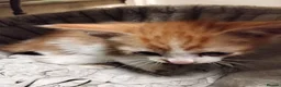 Mixed Breed cats for sale: 2 cheeky ginger and white kittens  - Advert 2