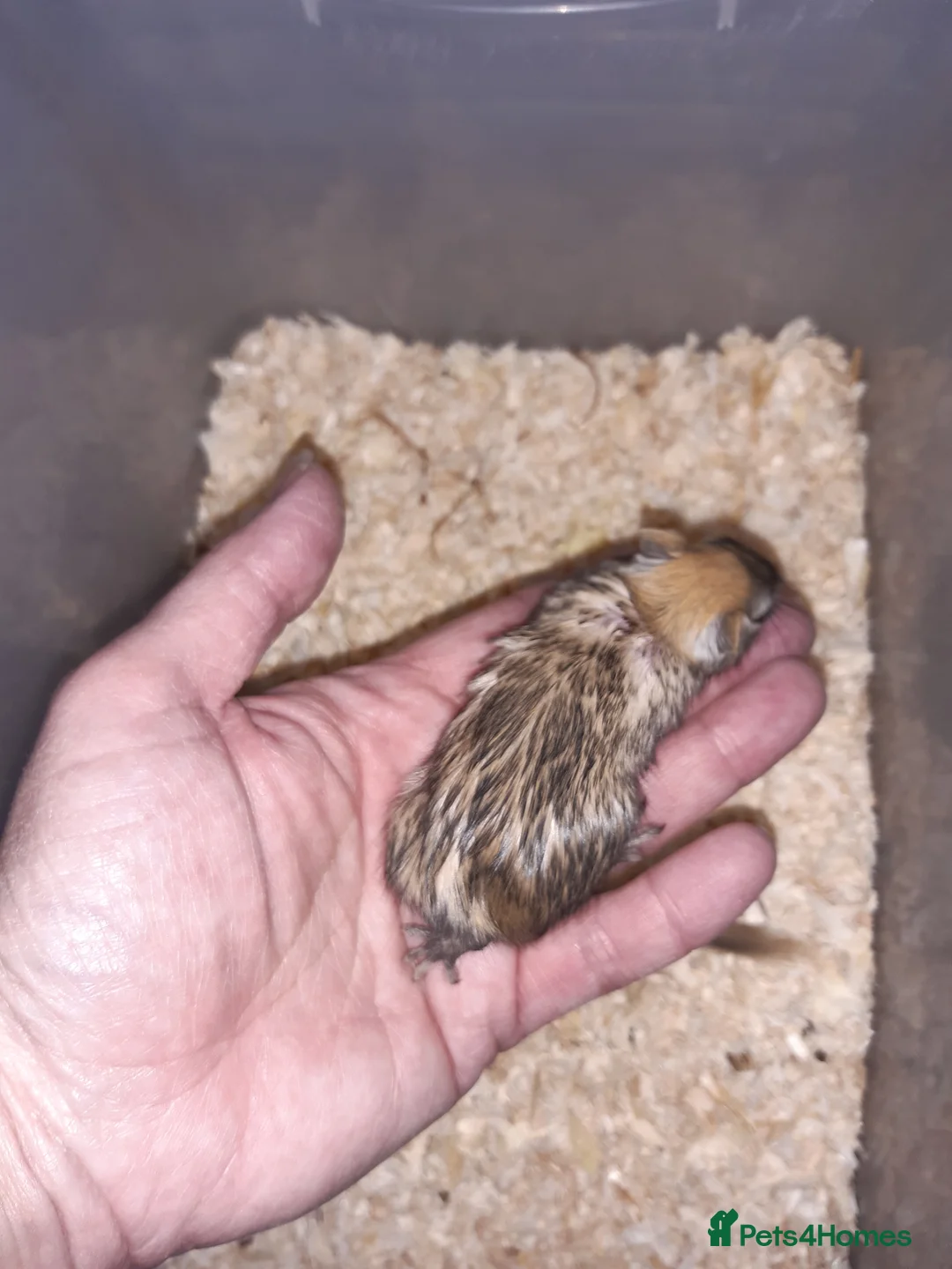 Gerbil rodents for sale: Super friendly gerbils from hobby breeder  - Advert 24