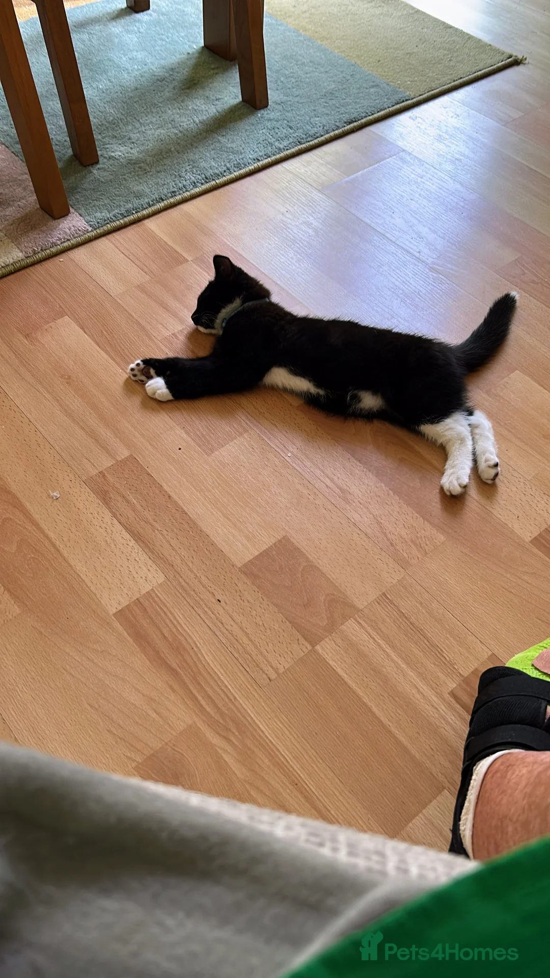 Mixed Breed cats for sale: Charlie - Advert 2