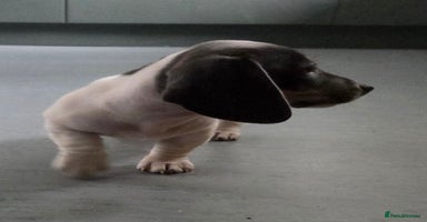 Miniature Dachshund dogs Kc registered Beautiful mini dachshund puppies - Advert 5