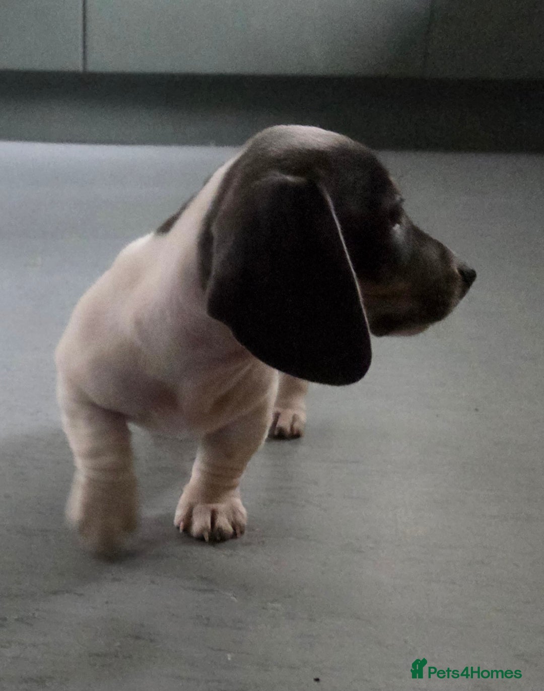 Miniature Dachshund dogs for sale: Kc registered Beautiful mini dachshund puppies - Image 2