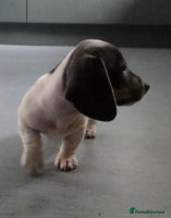 Miniature Dachshund dogs Kc registered Beautiful mini dachshund puppies - Advert 1
