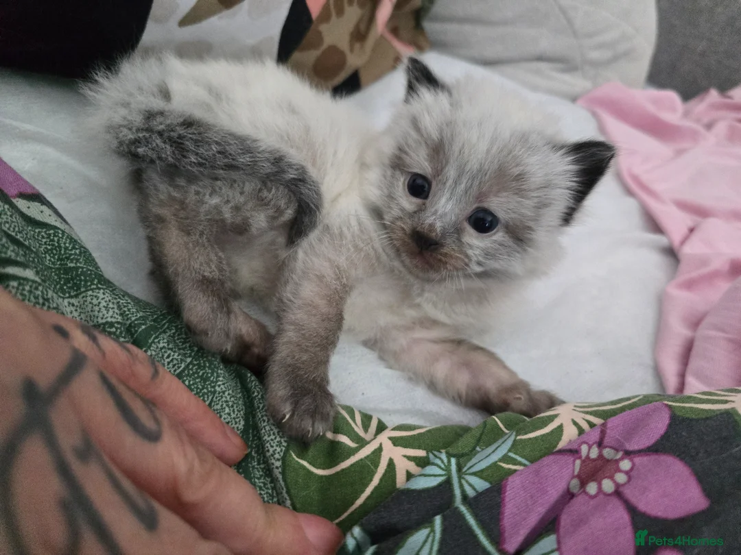 Ragdoll cats for sale: Ragdoll/ Bengal - Advert 2