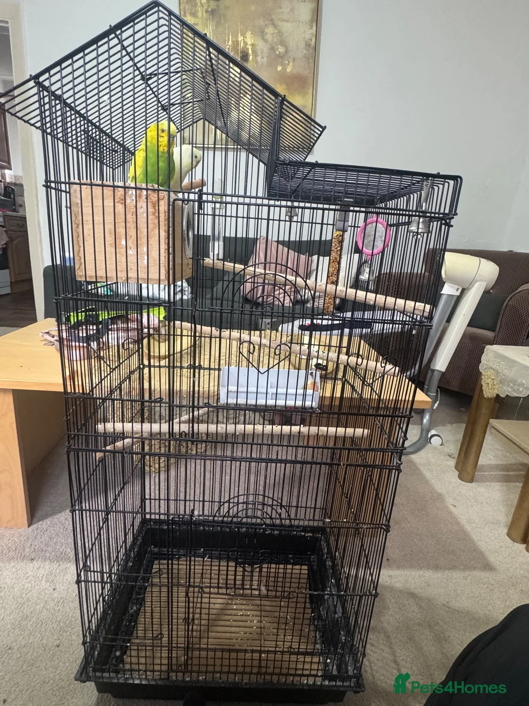 Budgerigars birds for sale: Pair of Budgies for Sale with Cage in Halifax - Advert 1