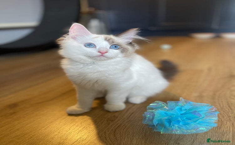 Ragdoll cats - Advert 6