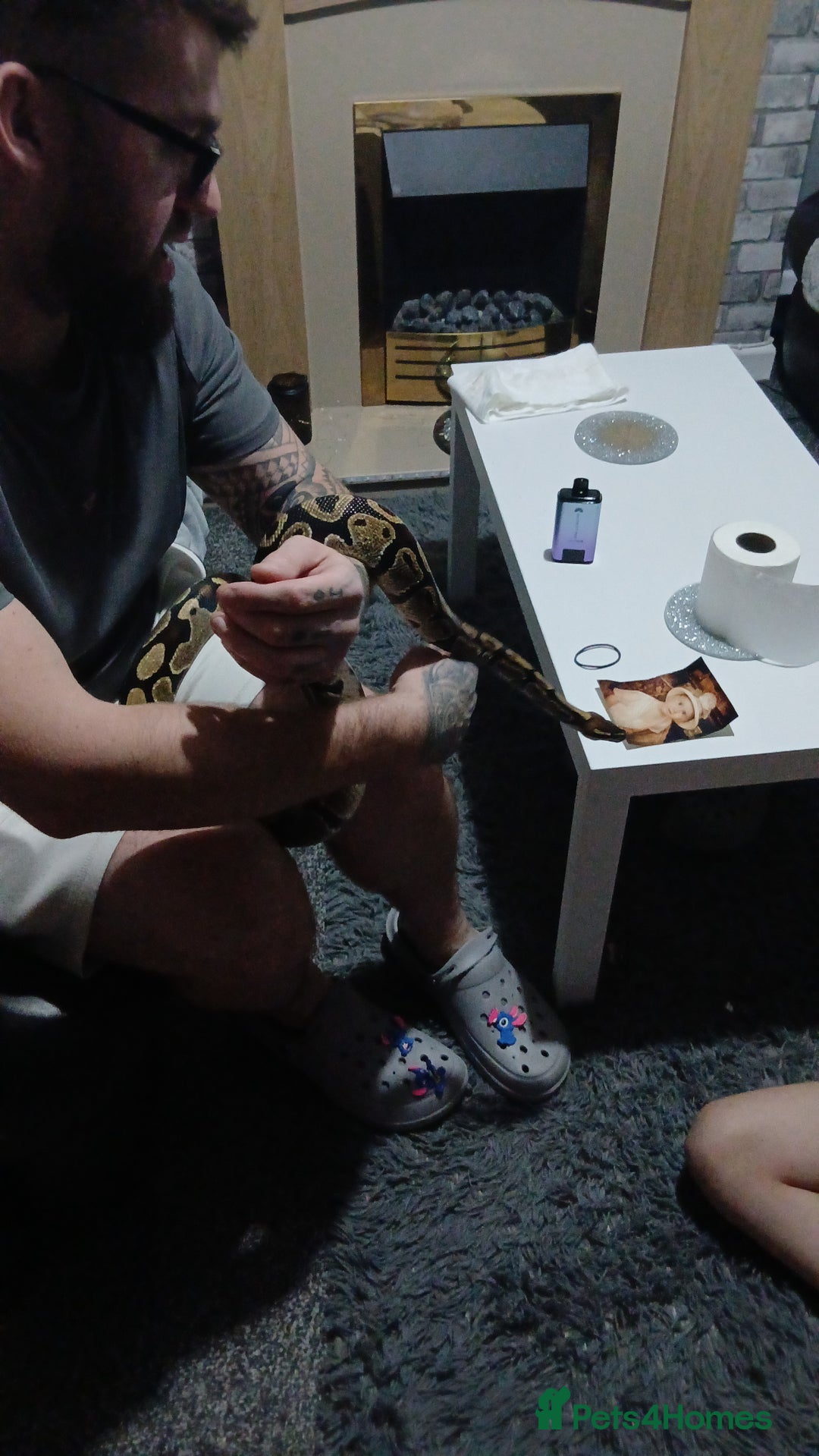 Python Snake reptiles for sale: Royal python  - Advert 2
