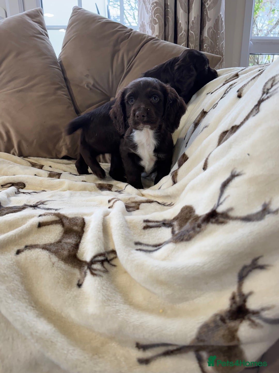 Cocker Spaniel dogs for sale: Chocolate cocker spaniel pups  - Advert 7