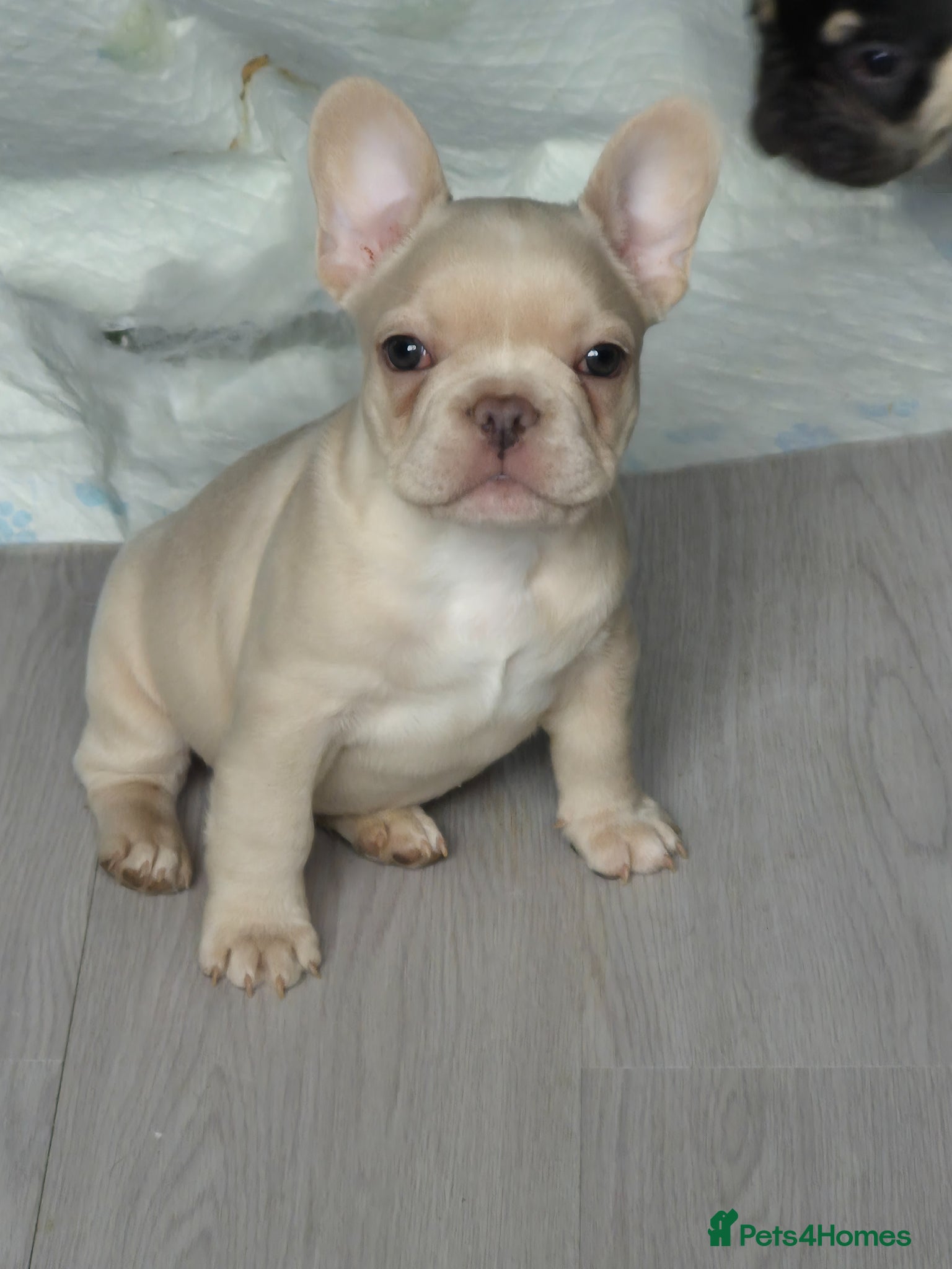 French Bulldog dogs One stunning DWKC pup left  - Advert 16