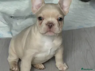 French Bulldog dogs One stunning DWKC pup left - Advert 16