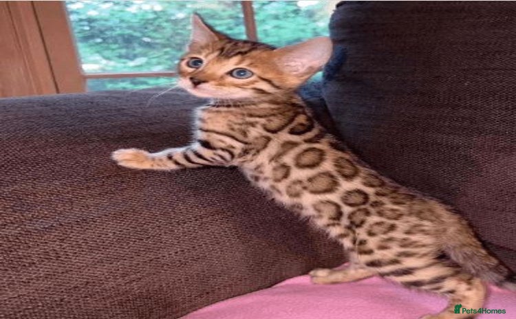 Bengal cats - Advert 1