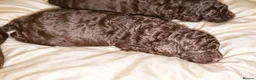 Mixed Breed dogs for sale: ADORABLE F1BB GOLDENDOODLE PUPPIES in Todmorden - Advert 6