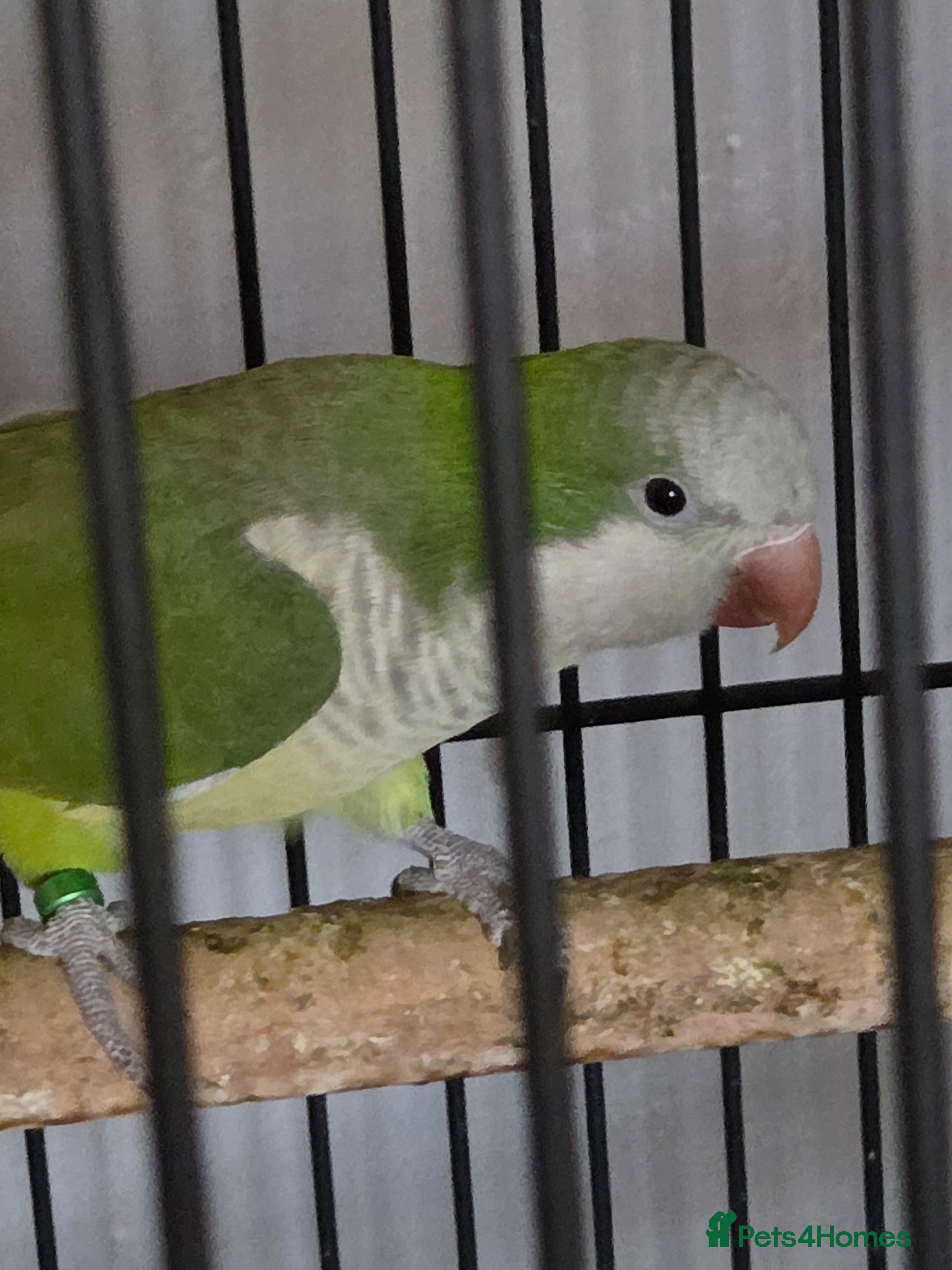 Parrots birds Baby quaker parrot  - Advert 17