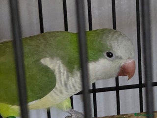 Parrots birds for sale - Advert 1