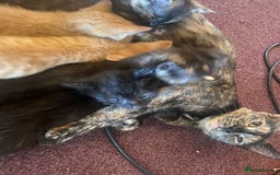 Mixed Breed cats for sale: Only 1 beautiful tortoiseshell girl left!❤️🐱 - Image 8