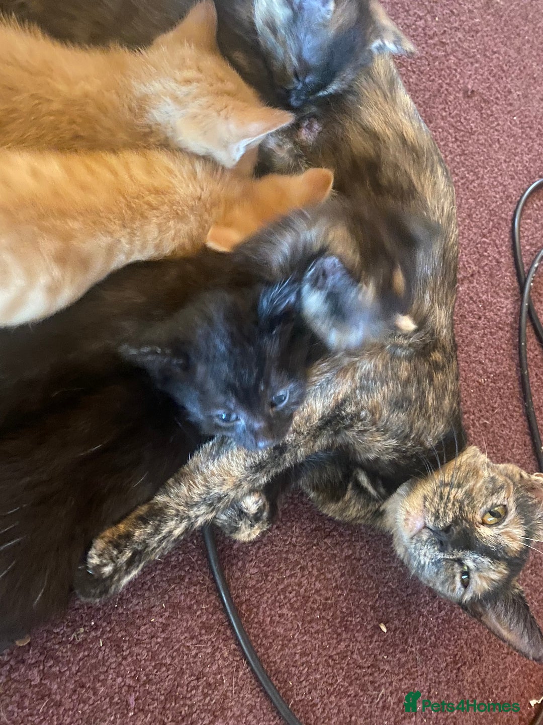 Mixed Breed cats for sale: Only 1 beautiful tortoiseshell girl left!❤️🐱 - Image 8