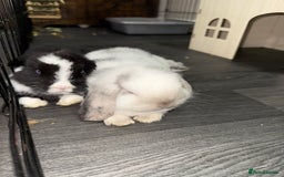 Mini Lop rabbits for sale: VACCINATED 2 Bucks Mini lops 🩵 - Image 3