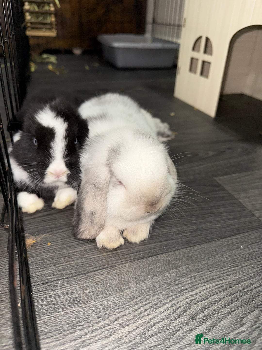 Mini Lop rabbits for sale: VACCINATED 2 Bucks Mini lops 🩵 - Image 3