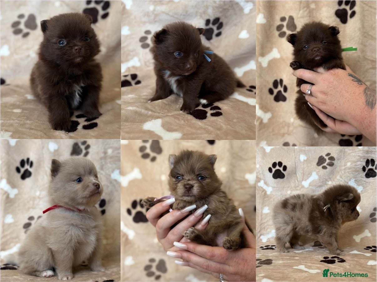 Pomeranian dogs 100% POMERANIAN PUPS!🐻 DNA&HEALTH TESTED!🧬 - Advert 6