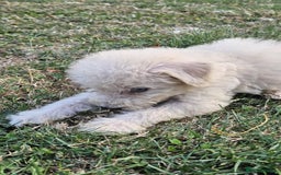 Mixed Breed dogs for sale: F1 Shepadoodle Puppies in Boston - Image 14
