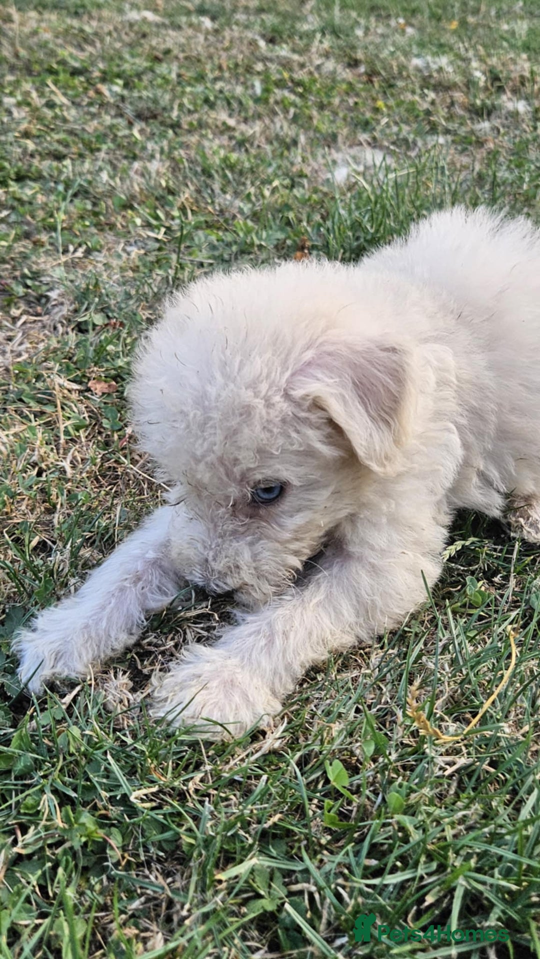 Mixed Breed dogs for sale: F1 Shepadoodle Puppies in Boston - Image 14