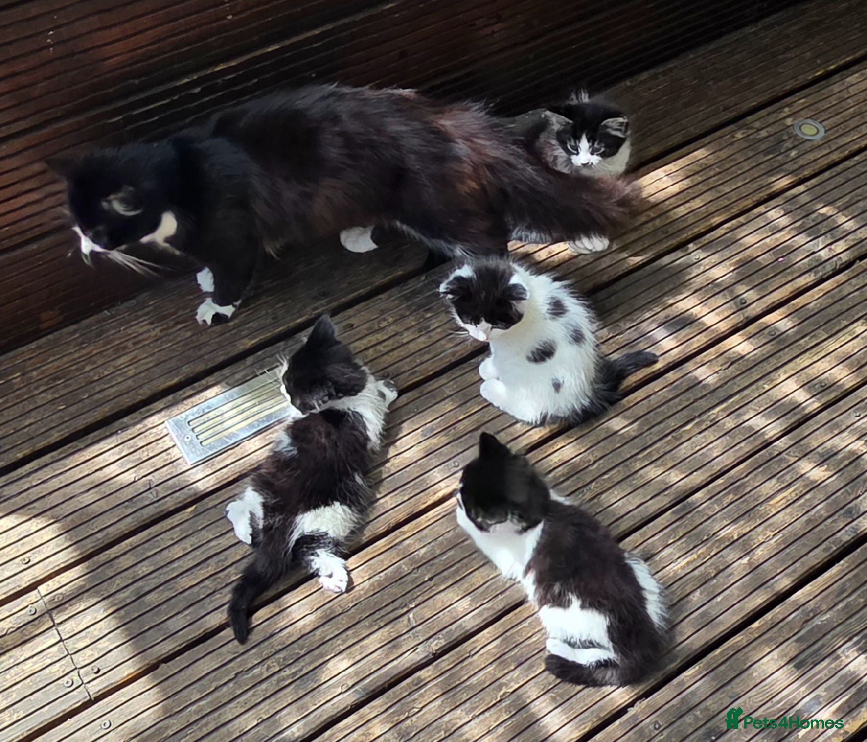Mixed Breed cats Cute kittens for sale (NEED GONE ASAP) - Advert 2