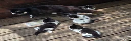 Mixed Breed cats for sale: Cute kittens for sale (NEED GONE ASAP) - Advert 2