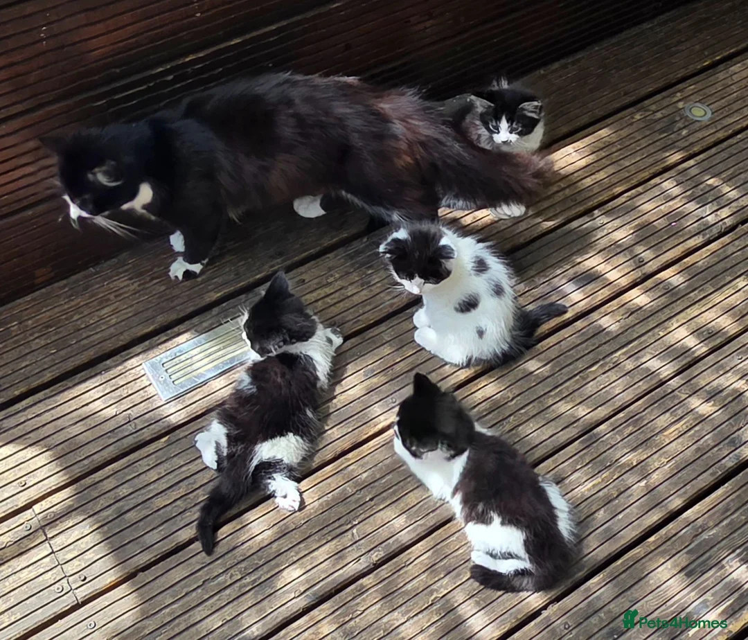 Mixed Breed cats for sale: Cute kittens for sale (NEED GONE ASAP) - Advert 2