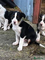 Border Collie dogs Sheepdog puppies - Advert 2