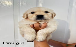 Golden Retriever dogs for sale: Stunning champion blood golden retriever  - Image 12
