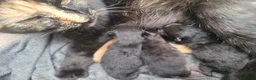 Mixed Breed cats for sale: Stunning Part Siamese Kittens. in Wrexham - Advert 17