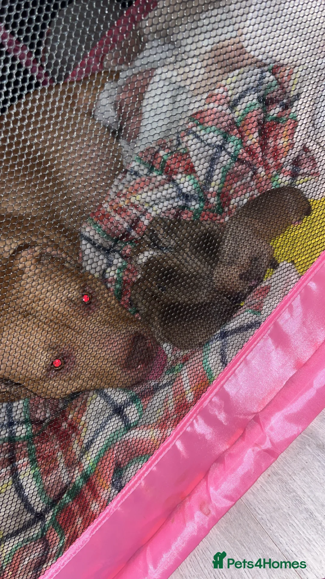 Mixed Breed dogs for sale: Bully staffy pups  - Advert 12