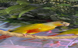 Conures birds for sale: Hand reared green cheek conures  - Image 1