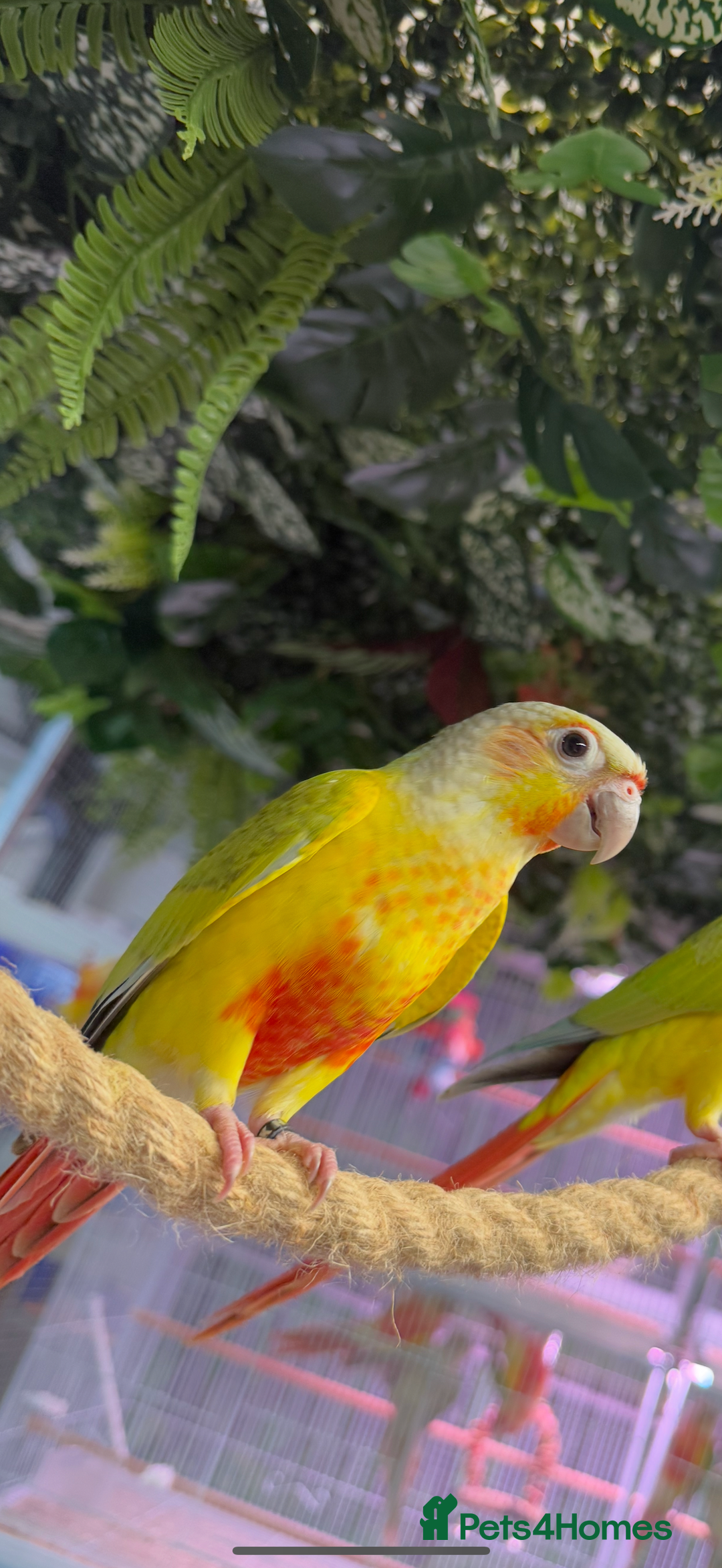 Conures birds for sale: Hand reared green cheek conures  - Image 1