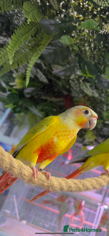 Conures birds - Advert 20