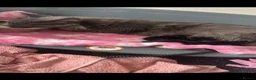Maine Coon cats for sale: Stunning TICA Registered Maine Coon Kittens - Advert 2