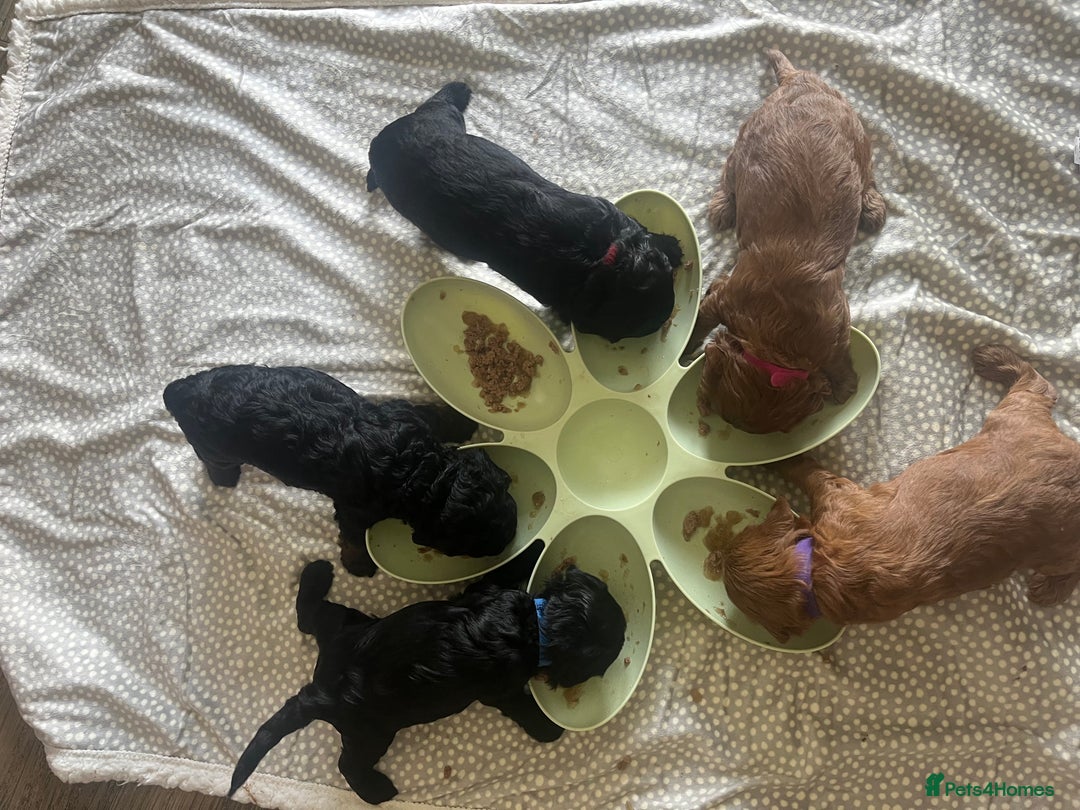 Cavapoo dogs for sale: ONLY our clever little Ricki left!  - Image 9