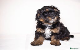 Mixed Breed dogs for sale: Havapoo. F1. Super healthy. - Image 11