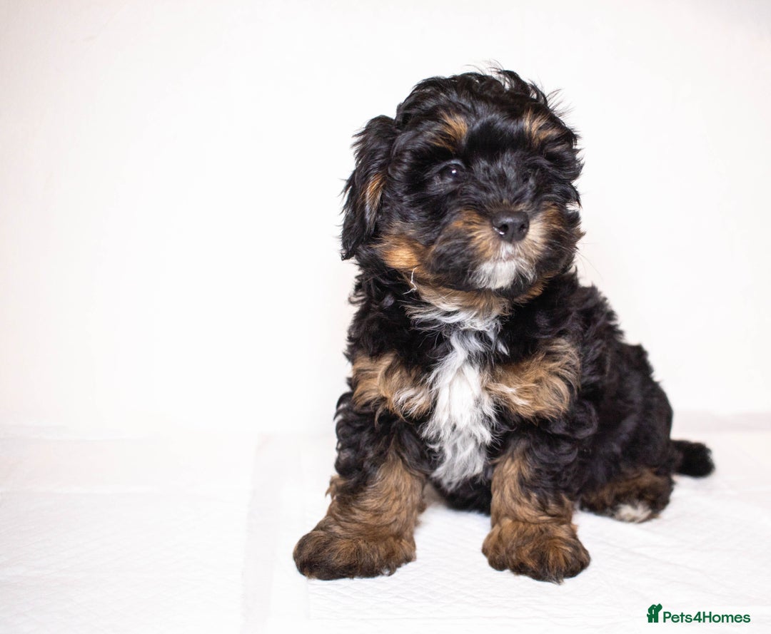 Mixed Breed dogs for sale: Havapoo. F1. Super healthy. - Image 11