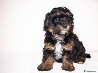 Mixed Breed dogs Havapoo. F1. Super healthy. - Advert 9