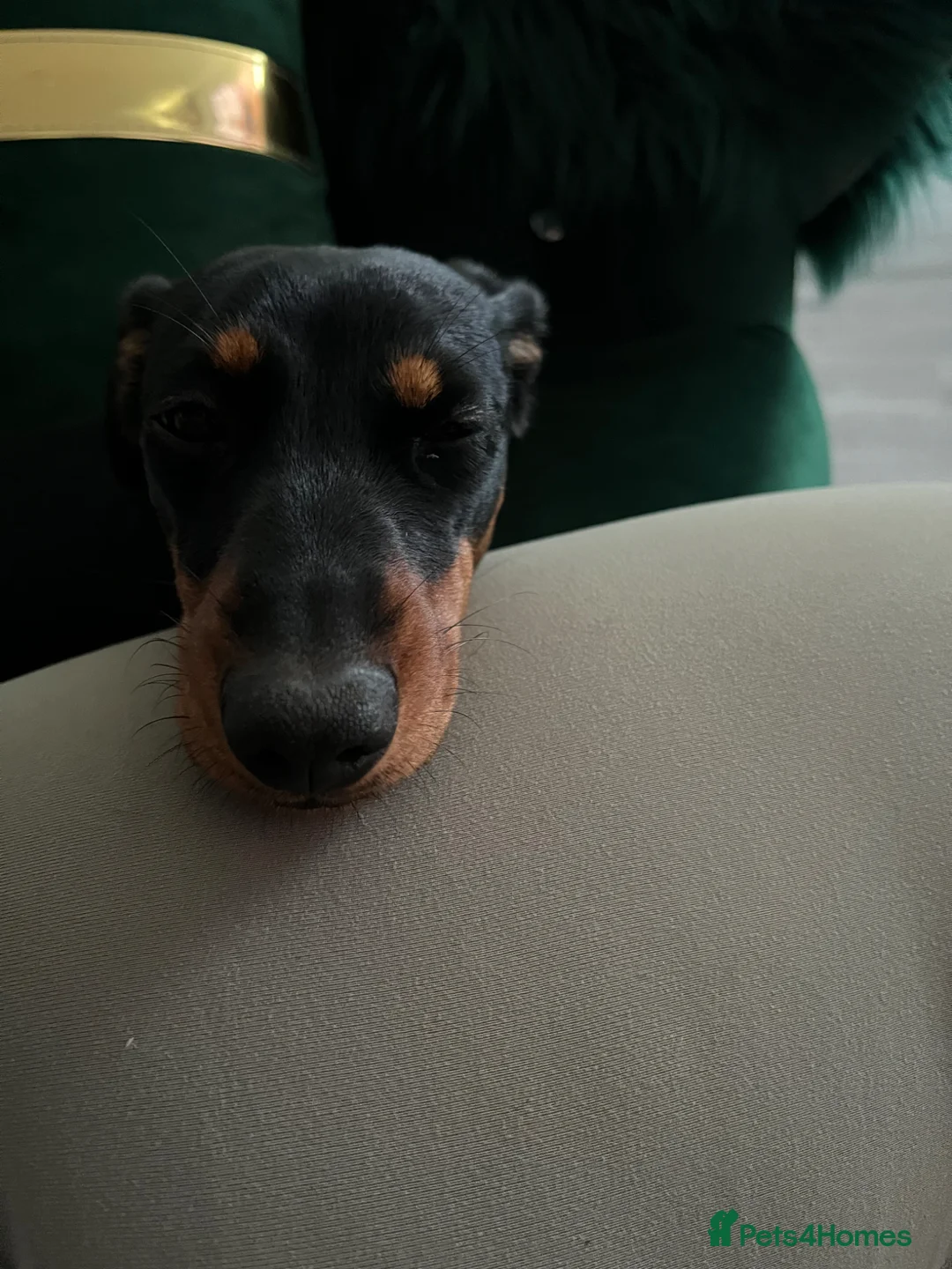 Miniature Dachshund dogs for sale: Miniature dachshund  in Tipton - Advert 3