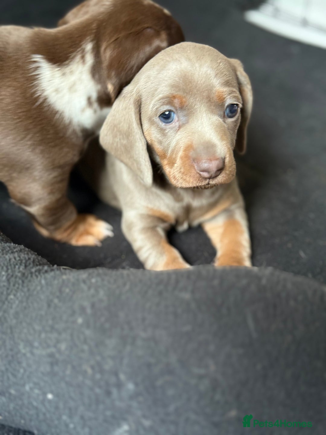 Miniature Dachshund dogs for sale: Beautiful kc mini dachshunds  - Image 14