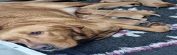 Labrador Retriever dogs for sale: KC Fox Red Labrador Puppies  - Advert 11