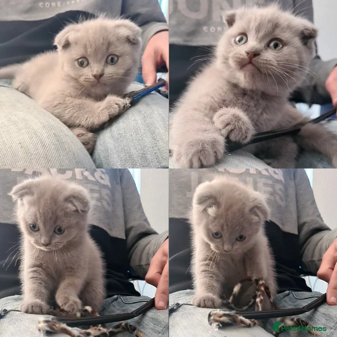Scottish Fold cats for sale: 🐾✨ Adorable Kittens - Advert 3
