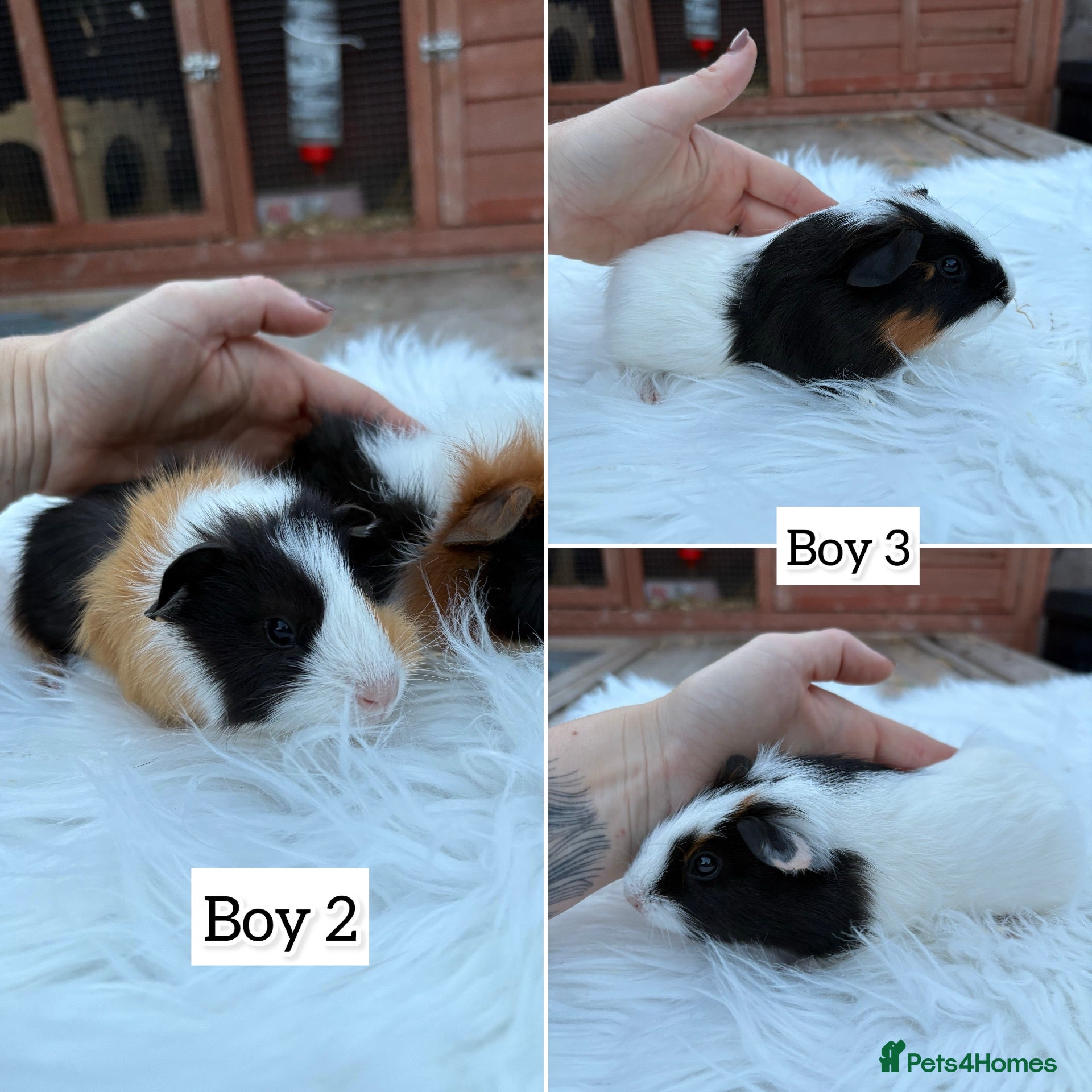 Guinea Pig rodents Baby guinea pigs, girls - Advert 7